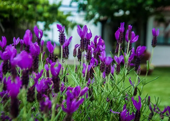 Casa Da Noquinhas 农家乐 *